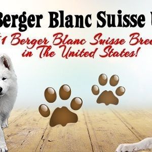 Berger Blanc Suisse White Swiss Shepherd - Crawfordville, FL, USA