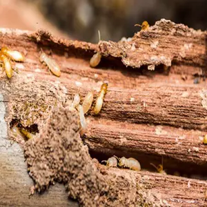 Forest Land Termite Removal Experts - Rutland, VT, USA