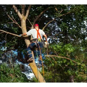 Gainesville Tree Experts - Gainesville, GA, USA