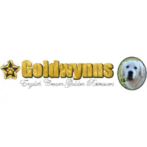 Goldwynn\'s Golden Retrievers - Henderson, KY, USA