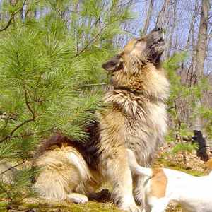 Selah's Long Coat German Shepherds - Paw Paw, WV, USA