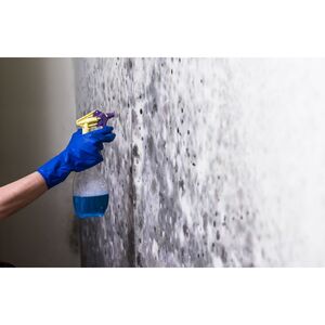 The Strong Mold Removal Co - Queens, NY, USA