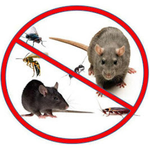 Local Pest Control Palm Harbor - Palm Harbor, FL, USA