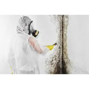 Mold Removal Expert - Gulfport, MS, USA