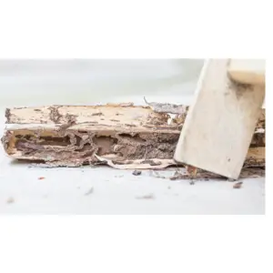 Mad Termite Experts - Madison, WI, USA