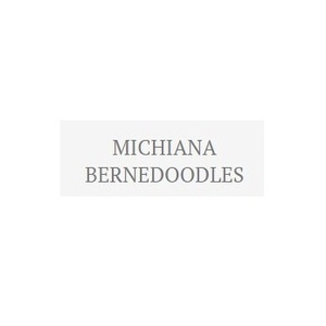 Michiana Bernedoodles - Shipshewana, IN, USA