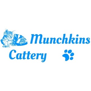 Munchkins Cattery - Duluth, MN, USA