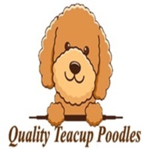 QUALITY TEACUP POODLES - Aberdeen, ACT, Australia