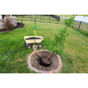 Tree Removal, Tree Pruning, Tree Trimming, Stump Grinding