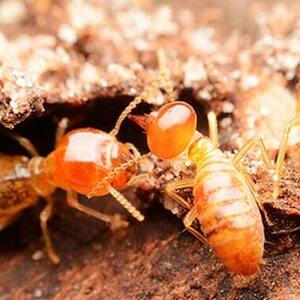 Termite Control Toowoomba - Toowoomba, QLD, Australia
