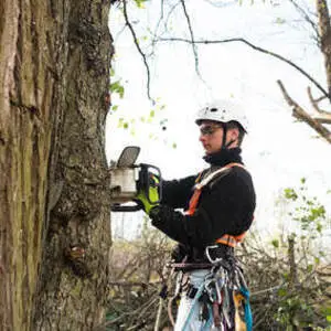 Webster Groves Tree Service - Saint Louis, MO, USA