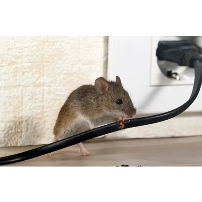 Roswell Pest Control Solutions, Roswell, GA, USA